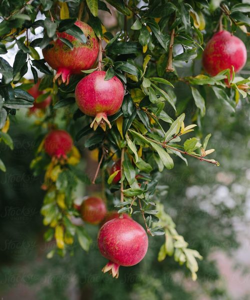 Pomegranates Growing On A Pomegranate Tree by Amy Covington